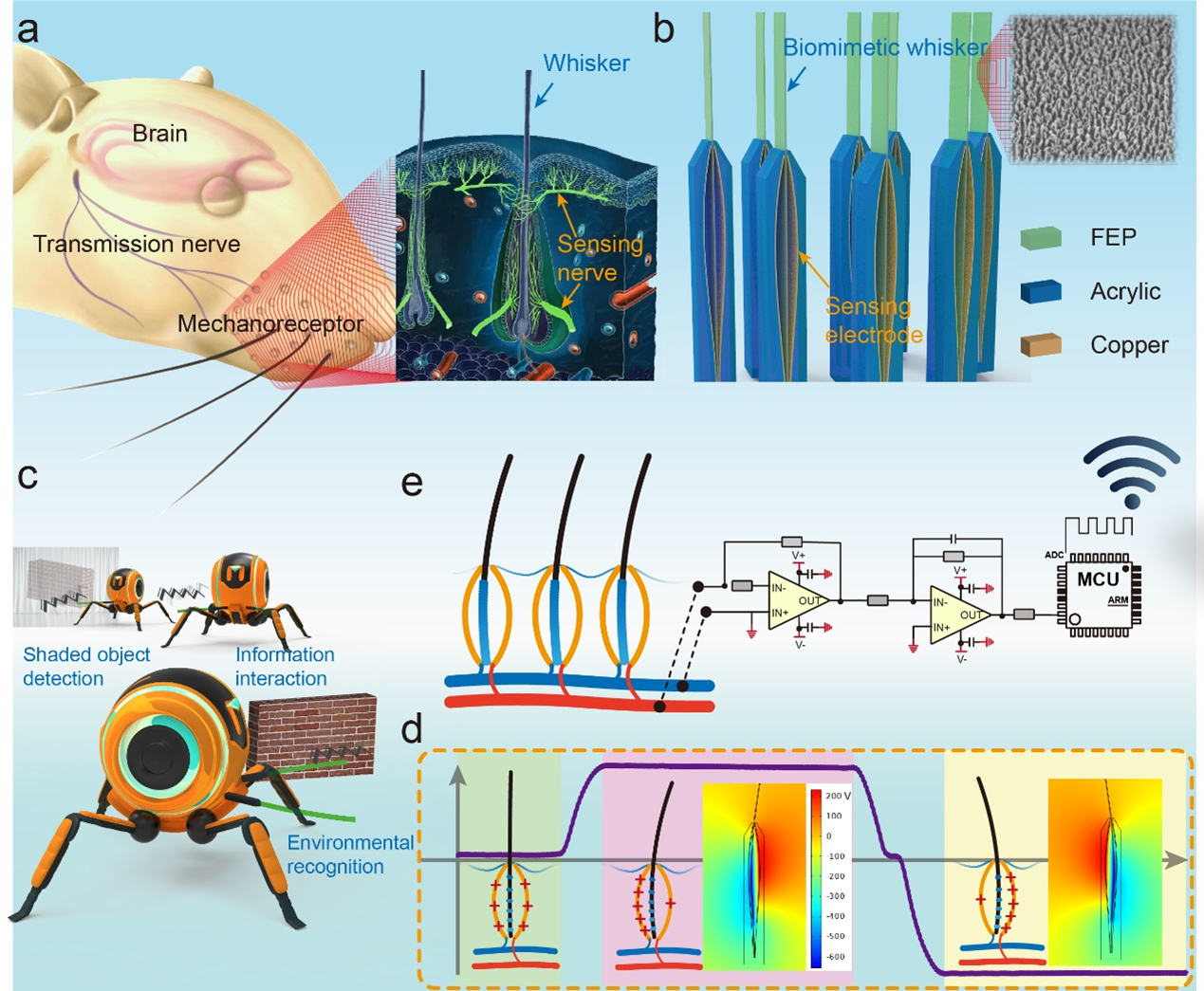Biomimetic hairy whiskers for robotic skin tactility